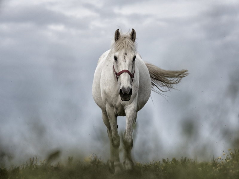 Fallen Equine photo horses